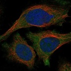 Anti-TULP2 Antibody