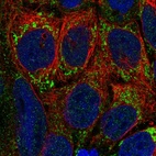 Immunofluorescent staining of human cell line CACO-2 shows localization to mitochondria.