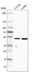 Anti-MEX3A Antibody