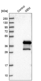 Western blot analysis in control (vector only transfected HEK293T lysate) and GEM over-expression lysate (Co-expressed with a C-terminal myc-DDK tag (~3.1 kDa) in mammalian HEK293T cells, LY405649).