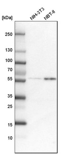 Anti-COLGALT2 Antibody