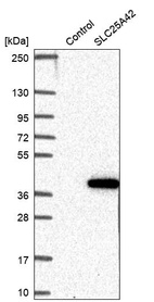 Anti-SLC25A42 Antibody