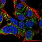 Anti-SLC25A42 Antibody