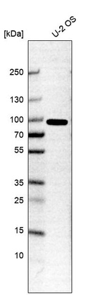 Anti-GAS2L1 Antibody