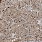 Anti-TRAPPC12 Antibody