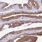 Anti-TRAF4 Antibody