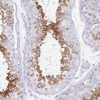 Anti-TRAF4 Antibody