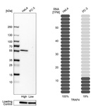 Anti-TRAF4 Antibody