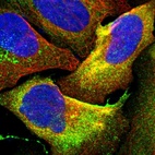 Immunofluorescent staining of human cell line U-2 OS shows localization to plasma membrane & cytosol.