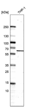 Anti-SH3BP2 Antibody