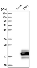 Anti-OTOR Antibody