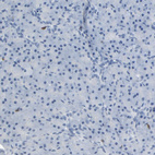 Immunohistochemical staining of human pancreas shows no positivity in exocrine glandular cells as expected.