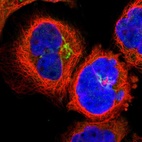 Immunofluorescent staining of human cell line A-431 shows localization to the Golgi apparatus.