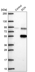 Anti-DCN Antibody