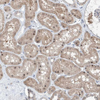 Anti-ZBTB48 Antibody