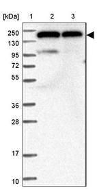 Anti-DHX29 Antibody