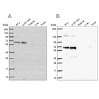 Anti-PUF60 Antibody