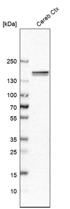 Anti-CNTNAP4 Antibody