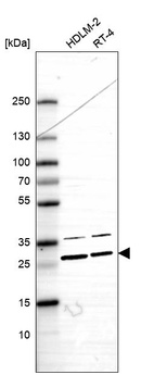 Anti-APOBEC3H Antibody