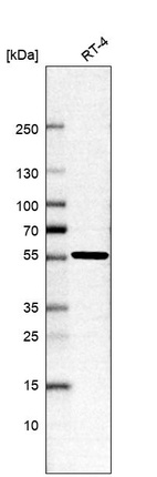 Anti-RSRC2 Antibody