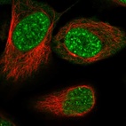 Anti-RSRC2 Antibody