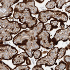 Anti-KYNU Antibody