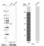 Anti-KYNU Antibody