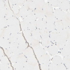 Anti-KRT15 Antibody