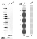 Anti-KRT15 Antibody