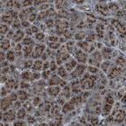 Immunohistochemical staining of human pancreas shows strong cytoplasmic granular positivity in exocrine glandular cells.