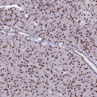 Anti-MFSD12 Antibody