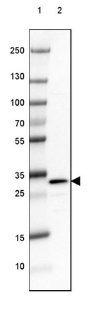 Lane 1: Marker [kDa] 250, 130, 100, 70, 55, 35, 25, 15, 10_br/_Lane 2: Human Cerebral Cortex tissue