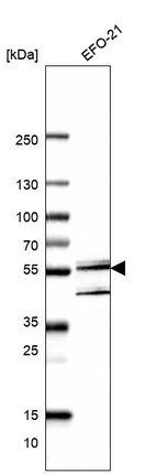 Anti-UBXN7 Antibody