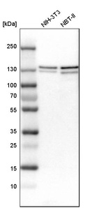 Anti-UPF1 Antibody