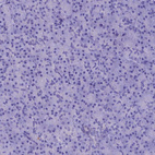 Anti-IGSF6 Antibody