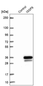 Anti-IGSF6 Antibody