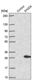 Anti-SH2D6 Antibody