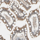 Immunohistochemical staining of human small intestine shows moderate cytoplasmic positivity in glandular cells.