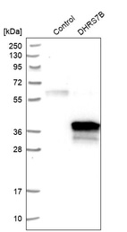 Western blot analysis in control (vector only transfected HEK293T lysate) and DHRS7B over-expression lysate (Co-expressed with a C-terminal myc-DDK tag (~3.1 kDa) in mammalian HEK293T cells, LY414503).