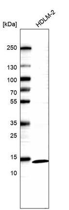 Anti-ACOT13 Antibody