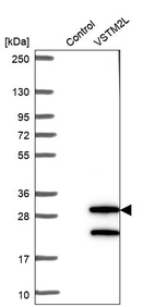 Anti-VSTM2L Antibody