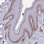 Anti-ADIPOQ Antibody