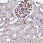 Anti-ADIPOQ Antibody