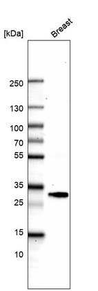 Anti-ADIPOQ Antibody