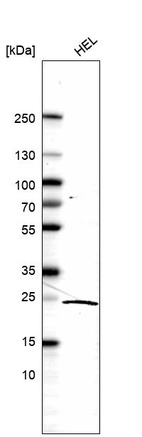 Anti-KLRG1 Antibody