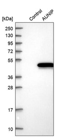 Anti-AUNIP Antibody