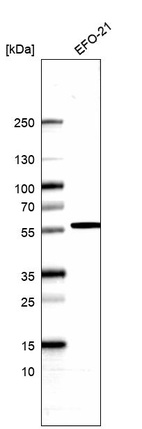 Anti-CAP2 Antibody