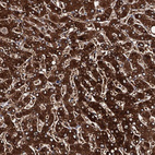 Anti-FAAP24 Antibody