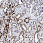 Anti-BZW2 Antibody