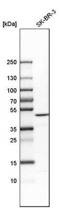 Anti-BZW2 Antibody